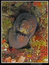 Moray eel portrait.Canon G9 & Inon D2000 strobe. by Bea & Stef Primatesta 